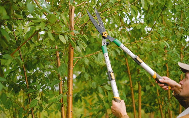 Tree trimming in Fingerville, SC